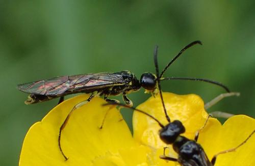 Réf. 257 455 : Cephus pygmaeus